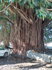 Ficus