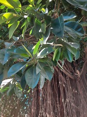 Ficus