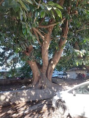 Ficus