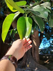 Ficus