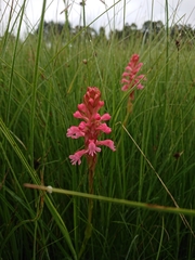 Satyrium hallackii ocellatum