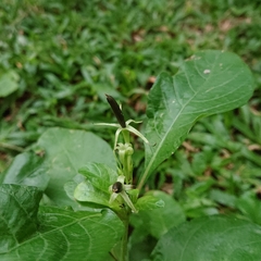 Ruellia tuberosa