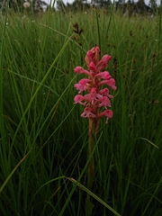 Satyrium hallackii ocellatum