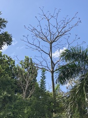 Pseudobombax septenatum