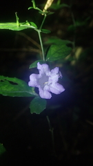 Strobilanthes dalzielii