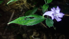 Strobilanthes dalzielii