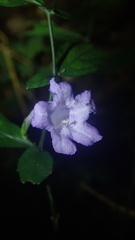 Strobilanthes dalzielii