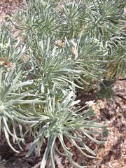 Tournefortia gnaphalodes
