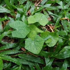Coccinia grandis