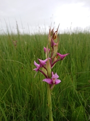 Disa zuluensis