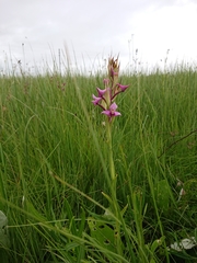 Disa zuluensis