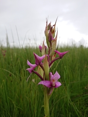 Disa zuluensis