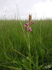 Disa zuluensis