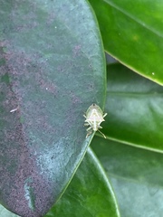 Tylospilus distans