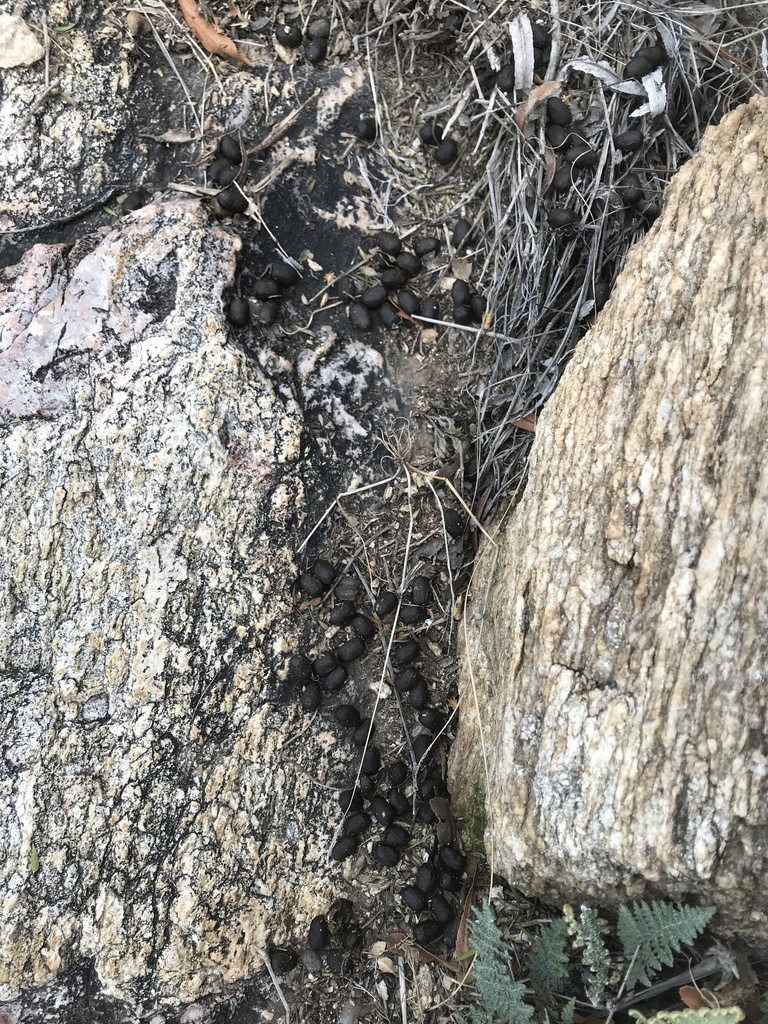 Desert Bighorn Sheep in January 2022 by Matthew Lachiusa · iNaturalist