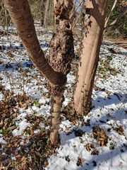 Neonectria ditissima