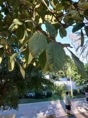 Ficus
