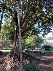 Ficus