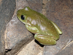 Ranoidea gilleni
