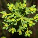 Euphorbia bupleuroides luteola - Photo (c) Rebbas, μερικά δικαιώματα διατηρούνται (CC BY-NC), uploaded by Rebbas