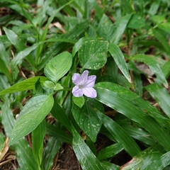 Ruellia prostrata