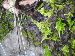 Homalothecium megaptilum