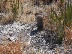 Echinomastus durangensis