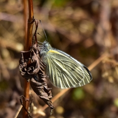 Pieris canidia