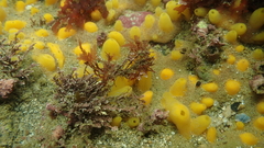 Ciocalypta polymastia