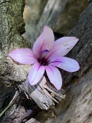 Gladiolus aquamontanus