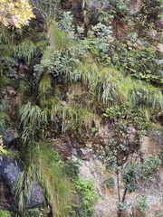 Gladiolus aquamontanus