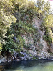 Gladiolus aquamontanus