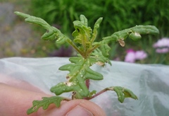 Dysphania schraderiana, photograph (c) Oleksandr Shynder, some rights reserved (CC BY)