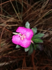 Oenothera deserticola