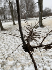 Podosphaera phytoptophila