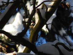 Dendrocopos major