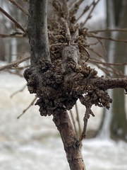 Podosphaera phytoptophila