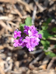 Glandularia maritima