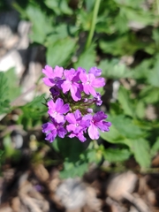 Glandularia maritima