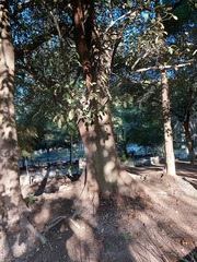 Ficus
