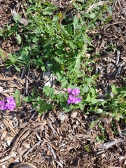 Glandularia maritima