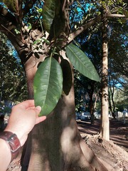 Ficus