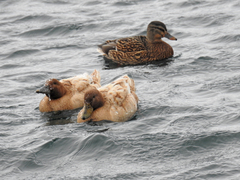 Anas platyrhynchos domesticus