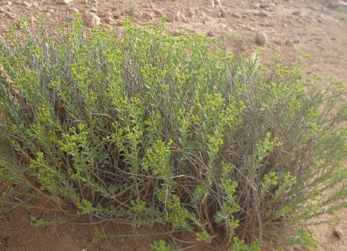 Euphorbia bupleuroides subsp. luteola image