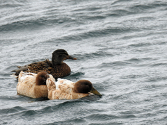 Anas platyrhynchos domesticus