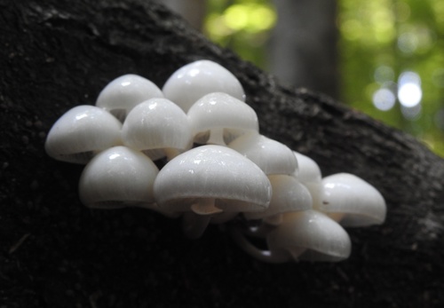 porcelain mushroom