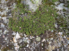 Kalmia procumbens