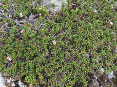 Kalmia procumbens