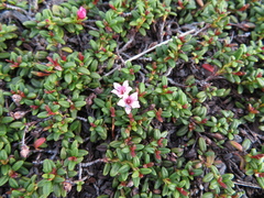 Kalmia procumbens