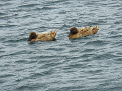 Anas platyrhynchos domesticus